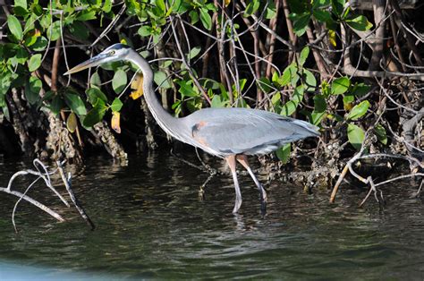 WikiMexico   Aves marinas de los manglares de Tecolutla