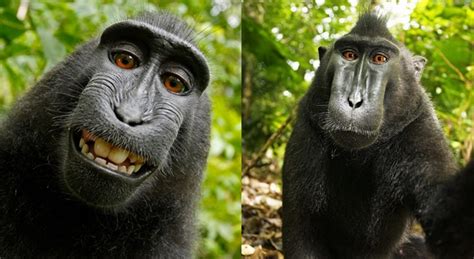 Wikipedia Refuse To Remove Photo Because A Monkey Owns The ...