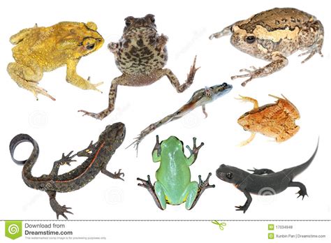 Wild Animal Collection Amphibian Stock Photo   Image of ...