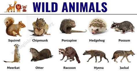 Wild Animals: List of 30+ Popular Names of Wild Animals in ...