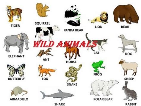 Wild Animals Name in English Learning For Kids   YouTube