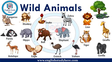 Wild Animals Names   English Study Here