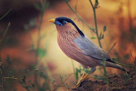 Wild Bird Photography Tips