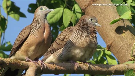 Wild Birds of Paranaque  Philippines    YouTube