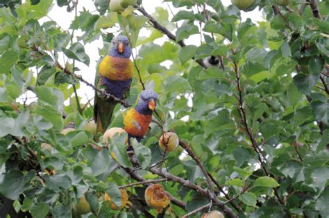 Wild birds snacking on your fruit trees? Try this ...