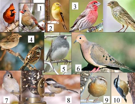 Wild Birds Unlimited: Common Michigan birds I can see at ...