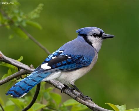 Wild life: Blue jay birds wallpaper | wild birds