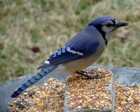 Wild life: Blue jay | wild birds