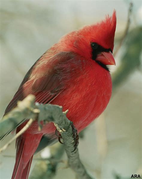Wild life: Cute Cardinal | wild birds