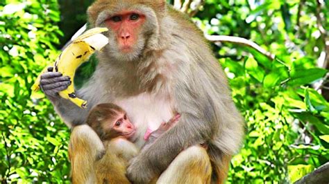 Wild Monkey eating Banana: Cute Pets and Animals ...
