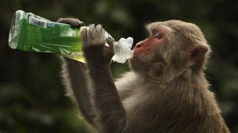 Wild monkeys overrun Chinese village after tourism plan ...