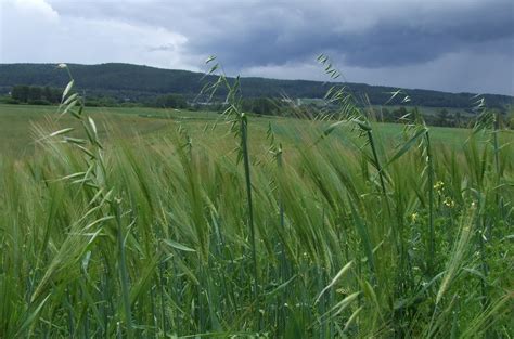 Wild Oat   Department of Agriculture and Aquaculture