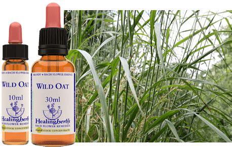 Wild Oat | Healing Herbs Online Shop | Bach Remedies