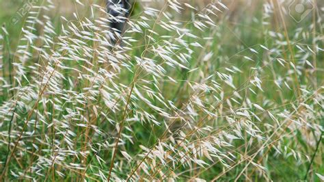 Wild Oat Weed Killer   Lawn Dork