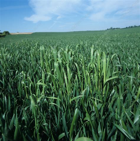 Wild oats  Avena fatua  in wheat crop   Stock Image C001 ...