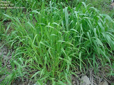 Wild oats, Avena fatua | PACE Turf Photo Gallery