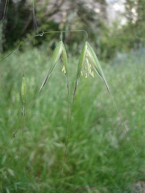 Wild oats in flower | Wild oats in flower | Rahel Jaskow ...