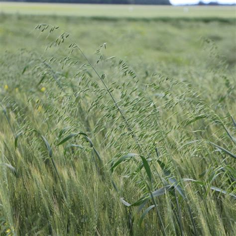 Wild oats in Wheat | Syngenta Canada