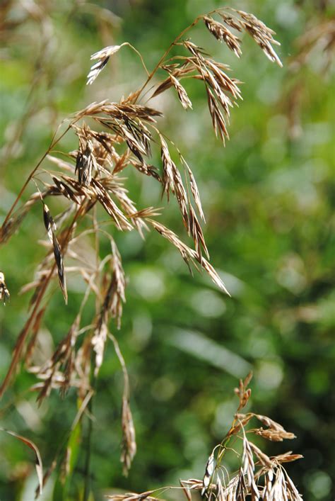 Wild oats, plant | Aileen Sandwick | Flickr