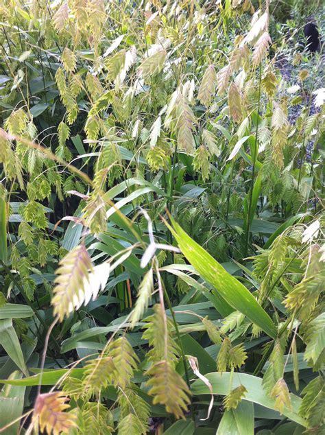 wild oats | Plants, Wild oats, Garden