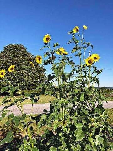 Wild Sunflower Seeds – hancockseed.com