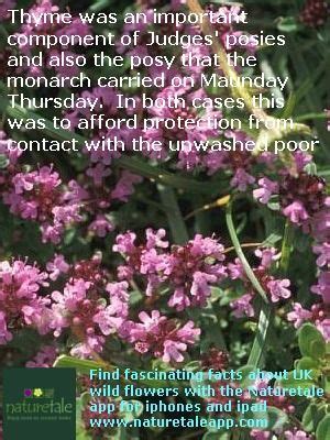Wild thyme   information from the Naturetale app | Fun ...