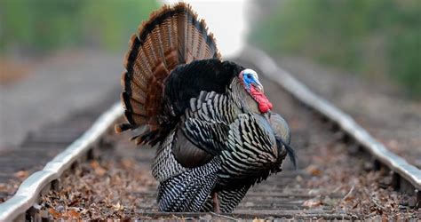 Wild Turkey Overview, All About Birds, Cornell Lab of ...