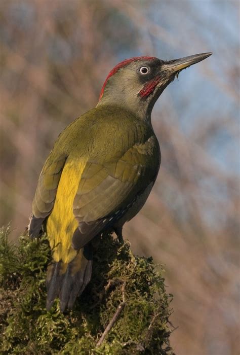 Wild Watching Spain : Carpinteros, aves forestales y de ...