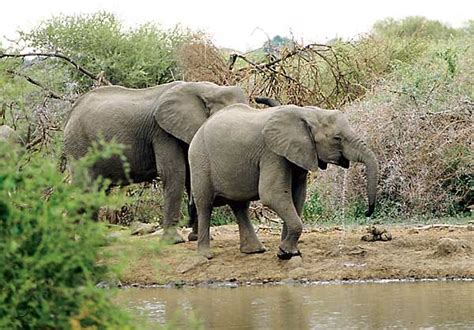 WildCam Africa in Mashatu Game Reserve provides ...