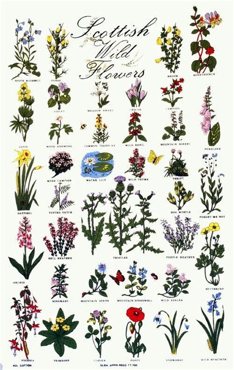 wildflower names and pictures   Google Search … | Pinteres…