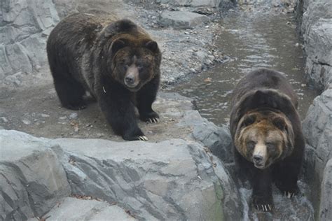 Wildlife Conservation Society Opens Grizzly Bear Exhibit At Central ...