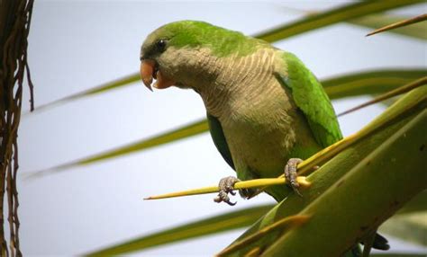 Wildlife in Spain: Monk parakeets now seen as a plague in ...