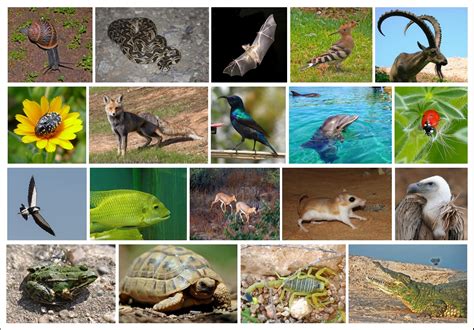 Wildlife of Israel   Wikipedia