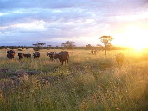 Wildlife of Kenya   Wikipedia