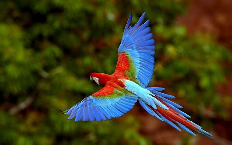 Wildlife of the World: Beautiful Parrot Wallpapers 2012