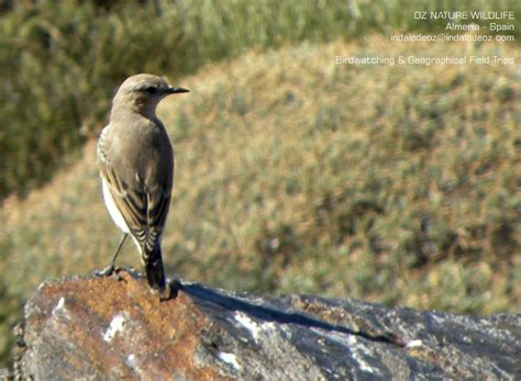Wildlife Photography Birding, Birds of Spain, & Birding ...