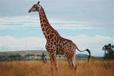 wildlife photography of a giraffe photo – Free Animal ...