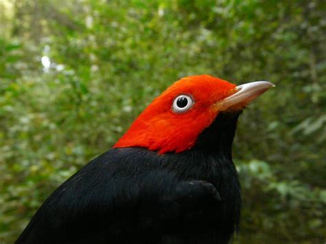 Will climate change leave tropical birds hung out to dry?