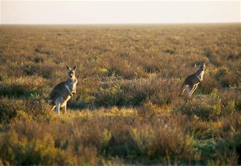 WillGoTo : Australia, Fotos de Nueva Gales del Sur : Fauna ...