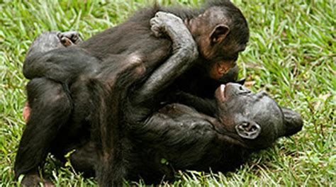 willy es la ley: Los simios que anuncian su homosexualidad