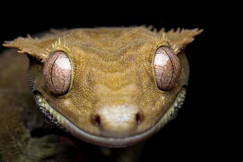 Wimpergekko   Correlophus ciliatus   Crested Gecko   a photo on Flickriver