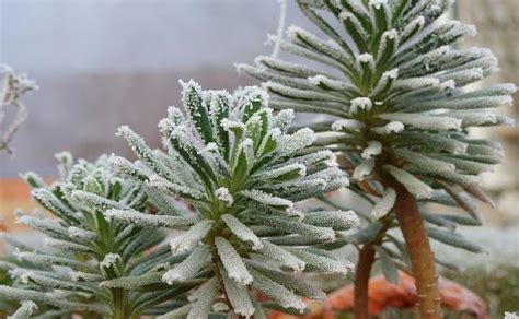 Winter Friendly Plants For Your Outdoor Arrangement ...