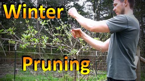 Winter Pruning of Espaliered Apple and Pear Trees   YouTube