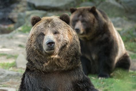 With Big Pawprints to Fill, Zoo Prepares for Grizzlies   The New York Times