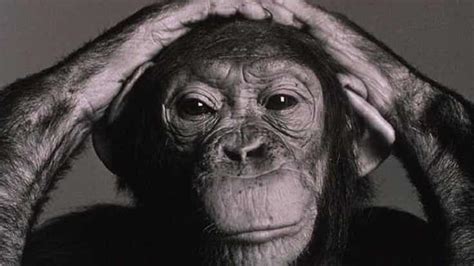 Wolfgang Köhler, la inteligencia y los chimpancés   La Mente es Maravillosa