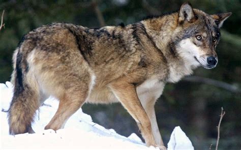 Wolves are living on the outskirts of Paris, wildlife ...
