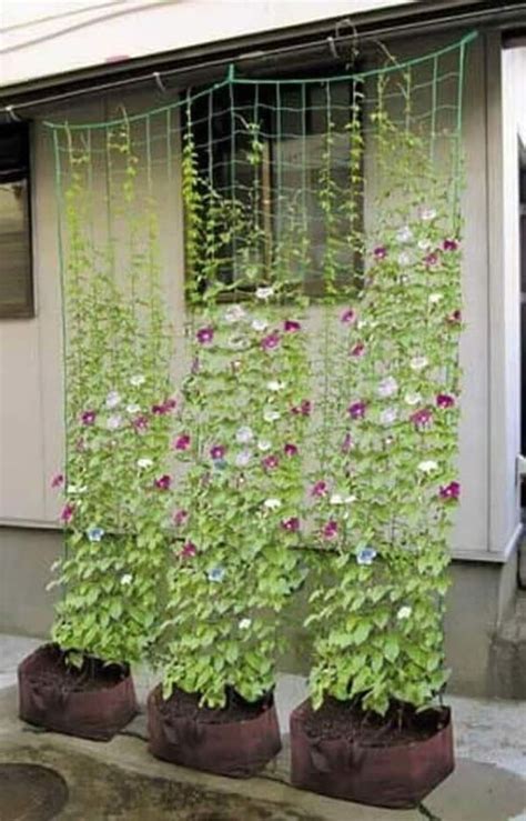 Wonderful DIY trellises for climbing plants | My desired home ...