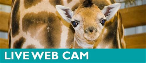 Woodland Park Zoo Blog: Giraffe baby cam goes live