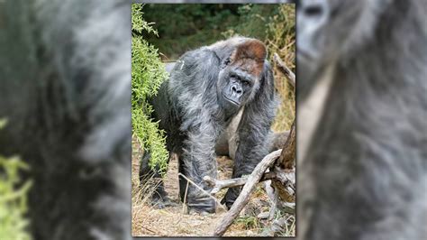 Woodland Park Zoo s oldest gorilla passes away | king5.com