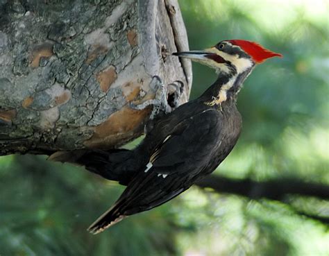 #Woodpecker  part two : Nature’s carpenter,   they build homes with ...